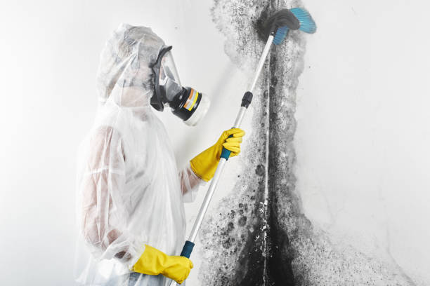 Best Forensic Mold Investigation  in Encinitas, CA
